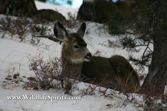 Click Picture to send as an  E-PostCard 63k 550x367